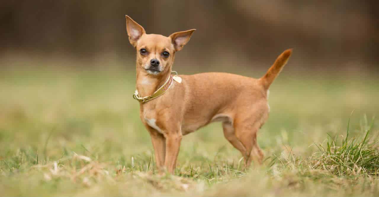 chó-chihuahua-có-tính-khí-thế-nào?-image.jpg